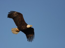ODNR: 715 bald eagles reported in Ohio during January count Eagles