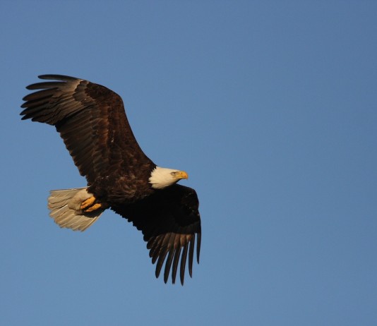 ODNR: 715 bald eagles reported in Ohio during January count Eagles