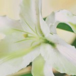 Easter lily