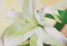 How to care for your Easter lily: 12 tips Easter lily