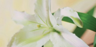 Easter lily
