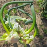 Perennial food gardening: The garden that keeps on giving Egyptian walking onion