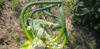 Perennial food gardening: The garden that keeps on giving Egyptian walking onion
