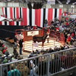 Expo Angus sale
