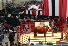 Ohio Beef Expo highlights the industry’s best Beef Expo Hereford sale