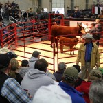 Expo Hereford and calf