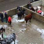 Expo cattle bath
