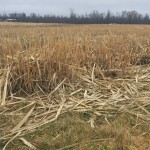 Tour gives look at miscanthus potential Miscanthus harvested
