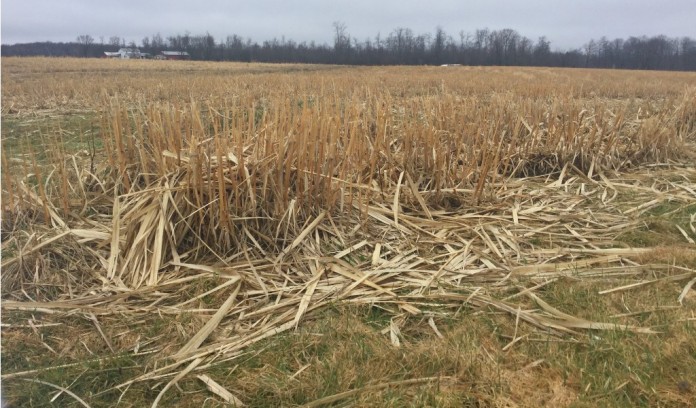 Miscanthus harvested Miscanthus harvested