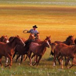 Life used to be more deliberate Prairie scene