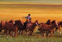 Life used to be more deliberate Prairie scene