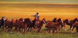 Life used to be more deliberate Prairie scene