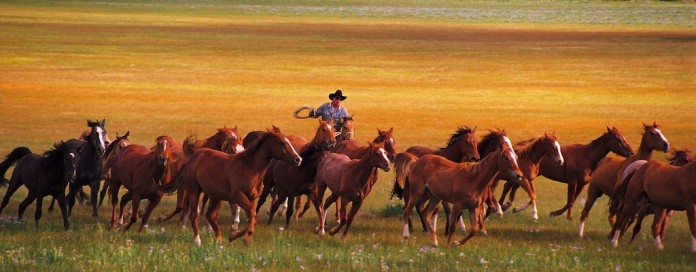 Prairie with horses Prairie scene