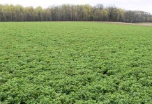 Seed forages in early spring to fill shortfalls alfalfa field