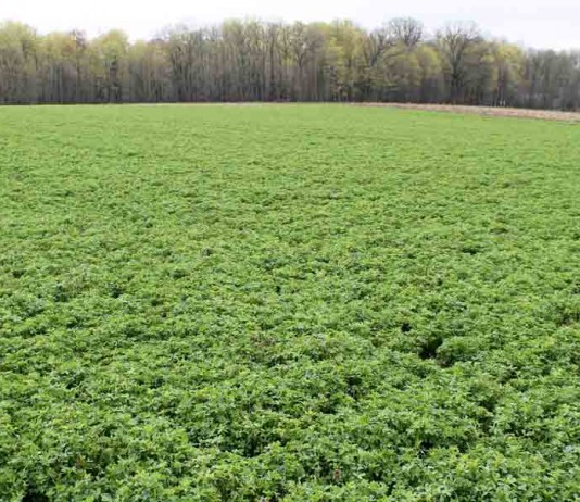 How to successfully establish alfalfa alfalfa field