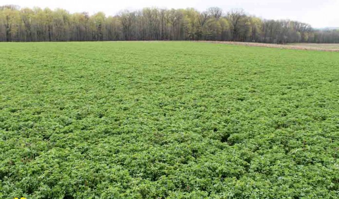 alfalfa field