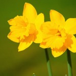 Whole lot of shaking going on daffodils