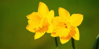 daffodils