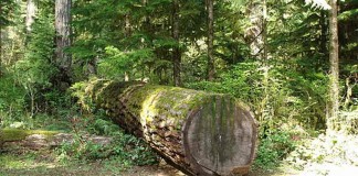 Morticulture: Forests of the living dead fallen tree