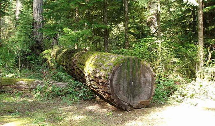 fallen tree fallen tree