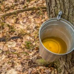 Ohio Maple Days will offer updates maple syrup collected from tree