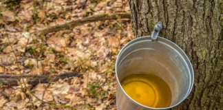 Ohio’s maple driving tour set for March maple syrup collected from tree