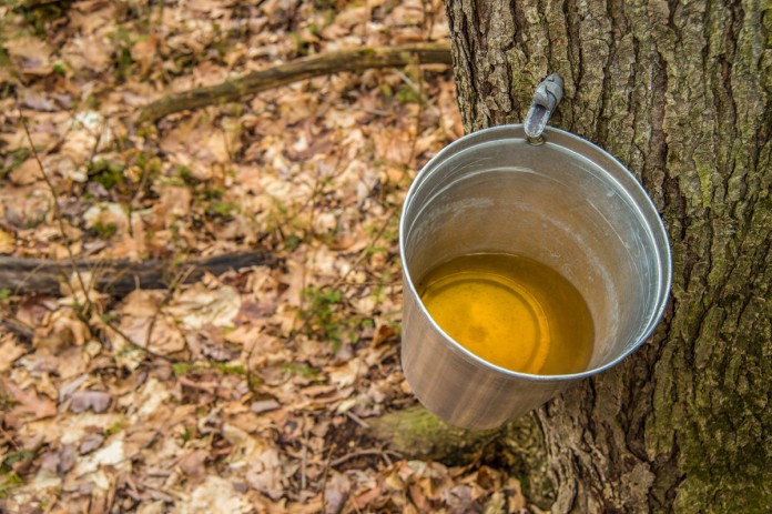 maple syrup collected from tree