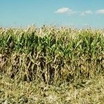 Eliminating GMOs would raise food prices field corn