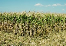Eliminating GMOs would raise food prices field corn