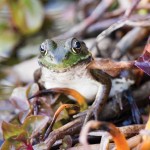 Watching the hidden world of nature frog
