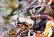 Watching the hidden world of nature frog