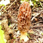 Morel mushroom hunting tips morel mushroom