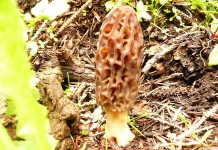Morel mushroom hunting tips morel mushroom