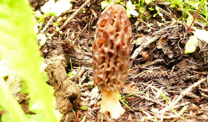 morel mushroom