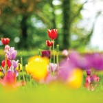 10 tips for allergy-free gardening multi-colored tulips