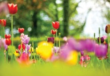 10 tips for allergy-free gardening multi-colored tulips