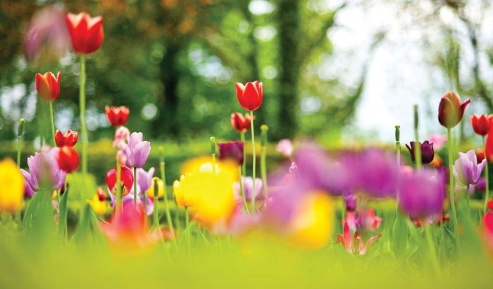 multi-colored tulips multi-colored tulips