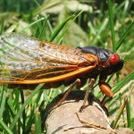 Cicadas will emerge in the billions this May and June 17-year cicada Brood X