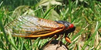 Cicadas will emerge in the billions this May and June 17-year cicada Brood X