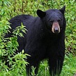 I’ve got an unwelcome and hungry guest Black bear