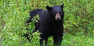 If you spot a bear, do not feed it Black bear