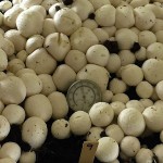 We should talk, we need answers CRISPR mushroom from Yang Lab