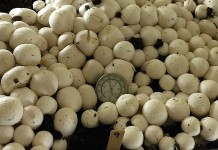 CRISPR mushroom created at Penn State a GMO game-changer CRISPR mushroom from Yang Lab