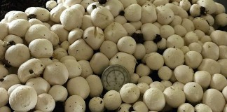 CRISPR mushroom from Yang Lab