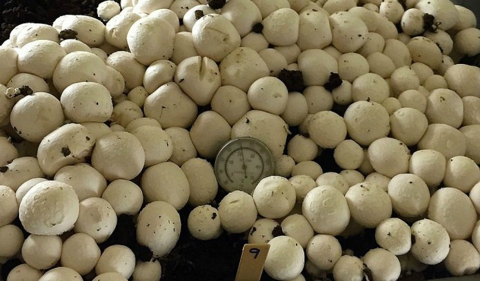 CRISPR mushroom from Yang Lab CRISPR mushroom from Yang Lab