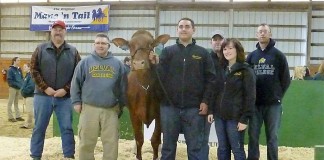 top Holstein at sale