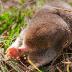 How to get rid of moles in your garden Eastern mole