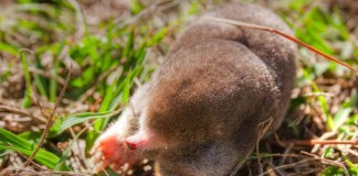 How to get rid of moles in your garden Eastern mole