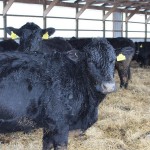 Ohio seeks bids to sell prison farm beef cattle, farm equipment Beef cattle at prison farm.