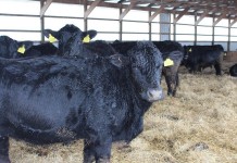 US fights EU unfair beef practices Beef cattle at prison farm.